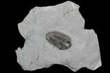 Calymene Niagarensis Trilobite - New York #99035-1